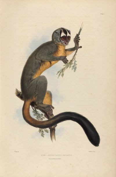 Vitoe Nyctipithecus Infulatus by Edward Lear